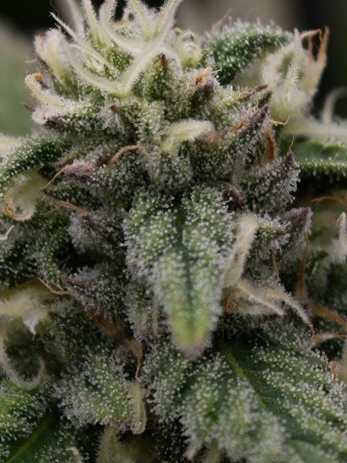 Banana Fumes OSS. Week 9