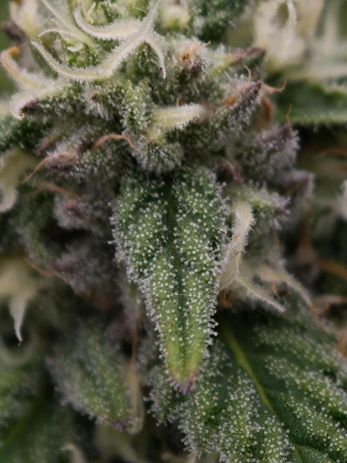 Banana Fumes OSS. Week 9