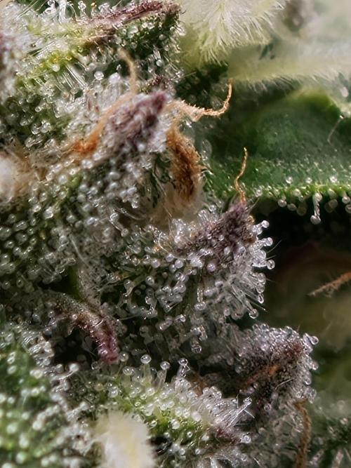 Banana Fumes OSS. Week 9