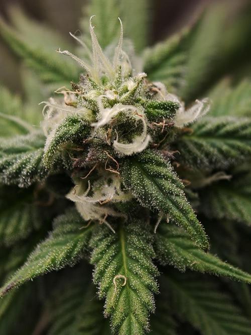 Banana Fumes OSS. Week 9