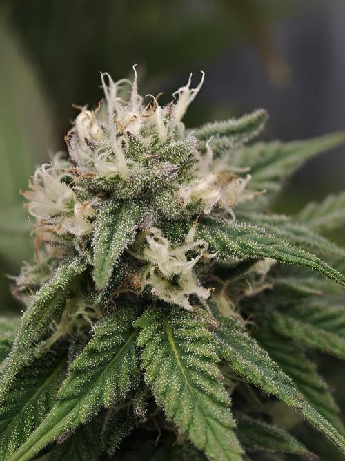 Banana Fumes OSS. Week 9