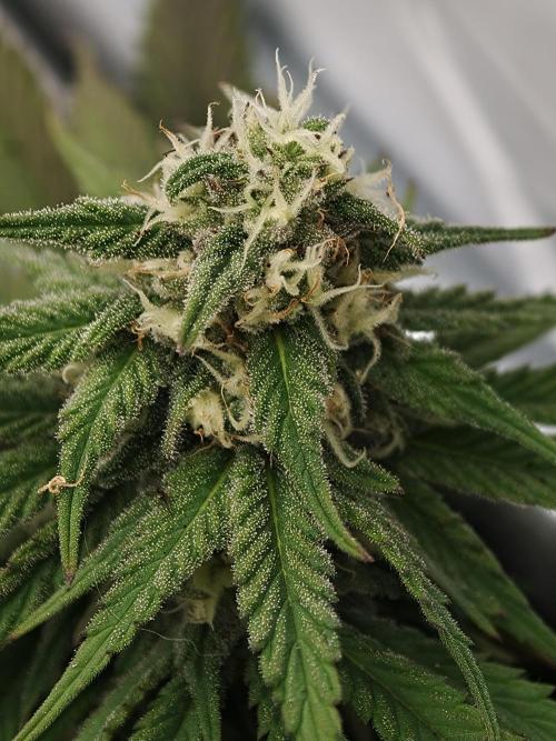 Banana Fumes OSS. Week 9