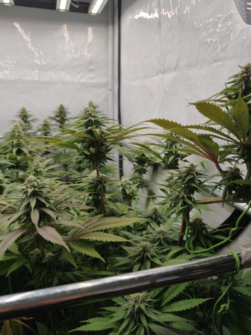 Banana Fumes OSS. Week 9