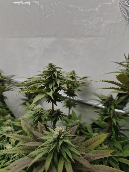 Banana Fumes OSS. Week 9