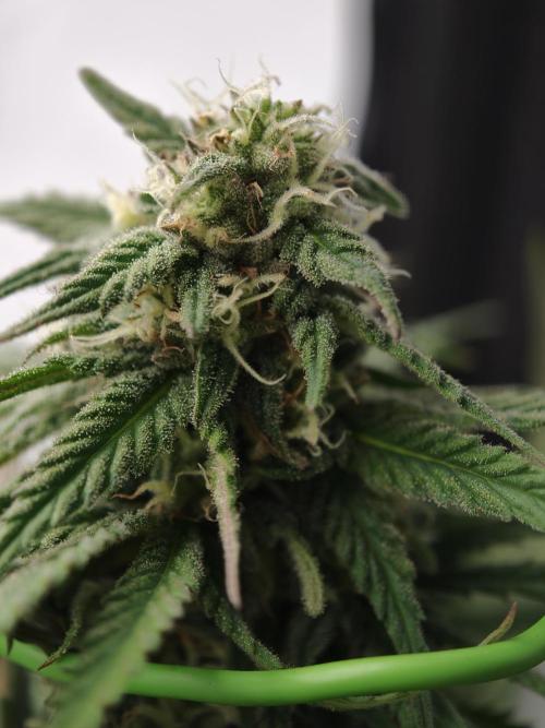 Banana Fumes OSS. Week 9