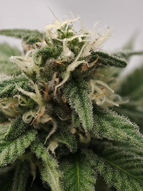 Banana Fumes OSS. Week 9