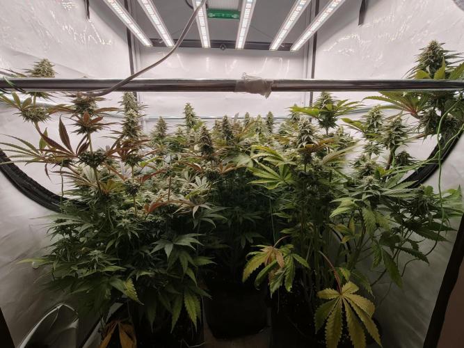 Polar Gelato SS. Week 11