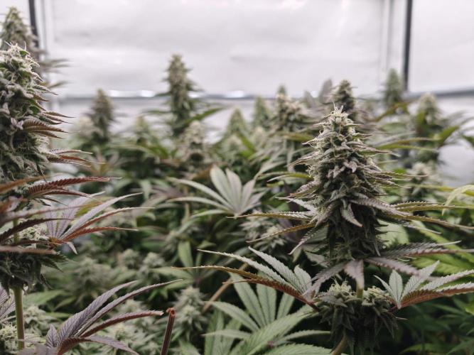 Polar Gelato SS. Week 11