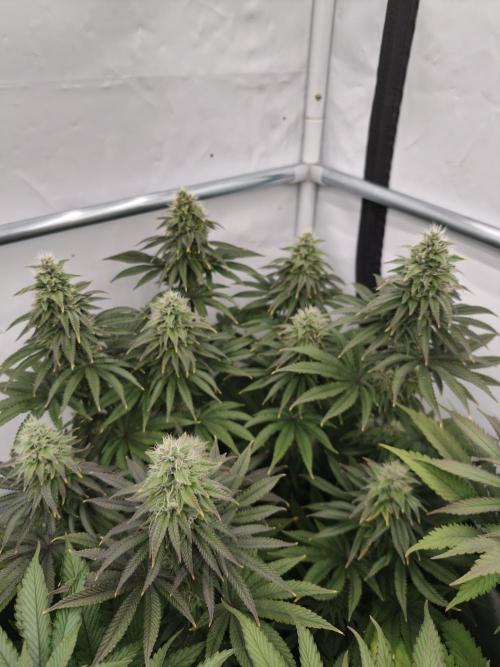 Polar Gelato SS. Week 11