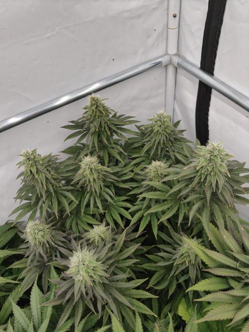 Polar Gelato SS. Week 11