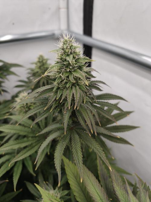 Polar Gelato SS. Week 11