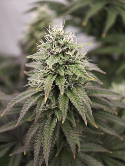 Polar Gelato SS. Week 11