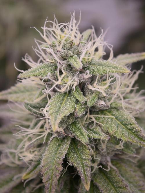 Polar Gelato SS. Week 11