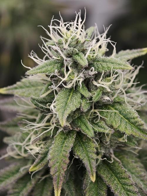 Polar Gelato SS. Week 11