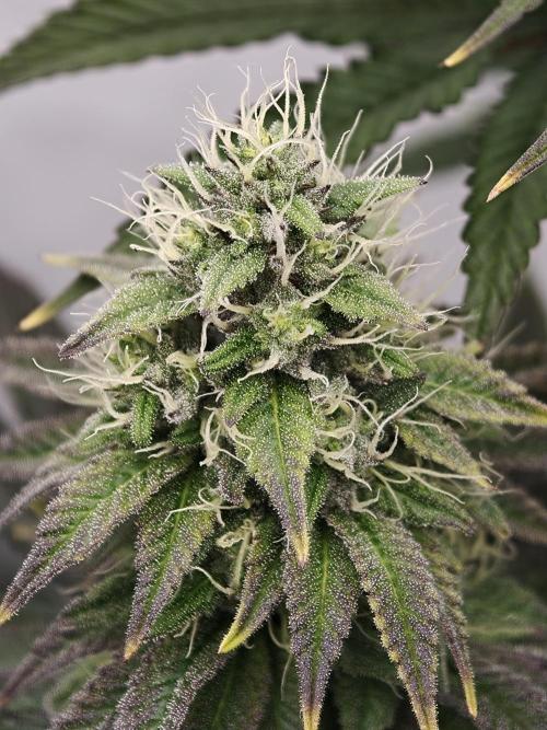 Polar Gelato SS. Week 11