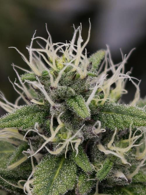 Polar Gelato SS. Week 11