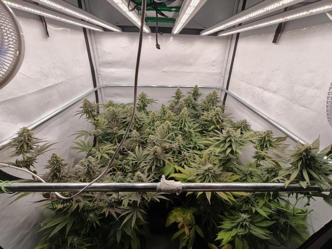 Papaya Stank OSS. Week 11