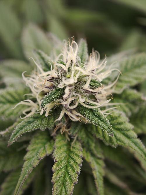 Papaya Stank OSS. Week 11