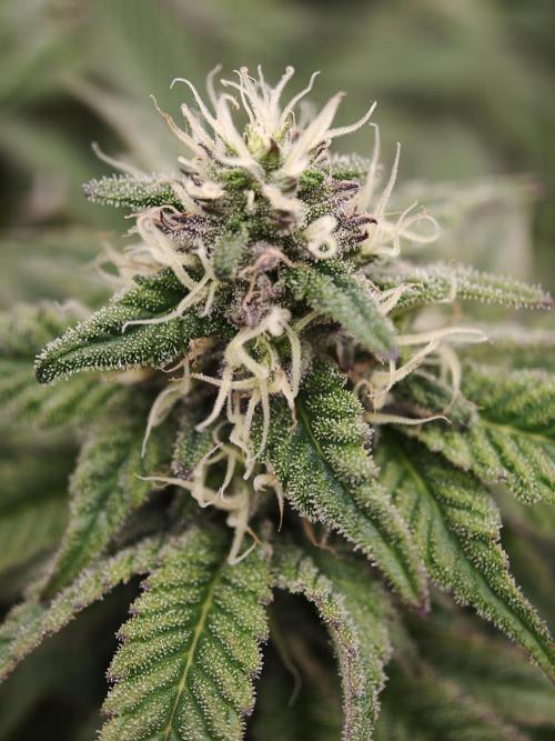 Papaya Stank OSS. Week 11