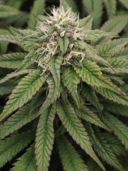 Papaya Stank OSS. Week 11