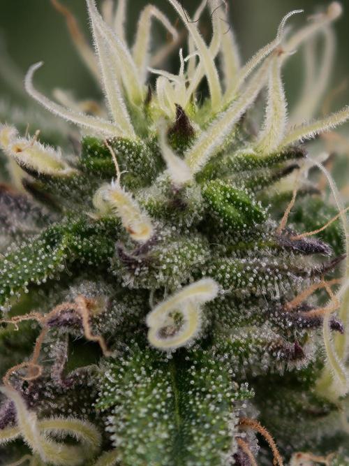 Papaya Stank OSS. Week 11