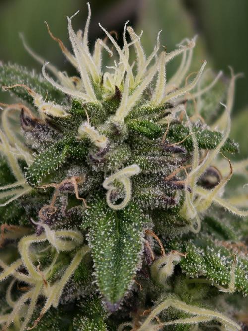 Papaya Stank OSS. Week 11