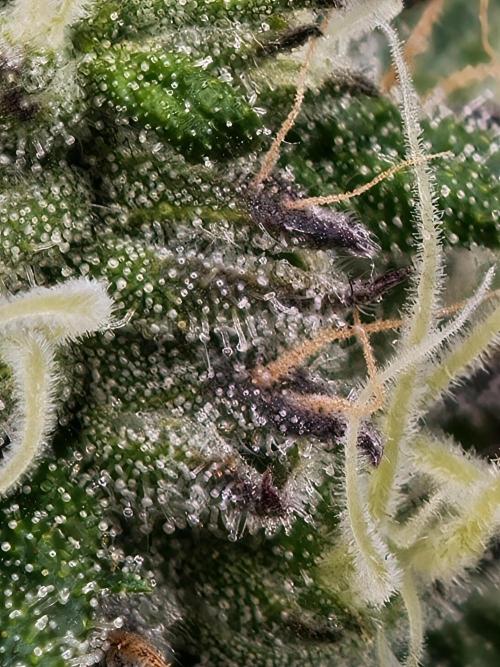 Papaya Stank OSS. Week 11