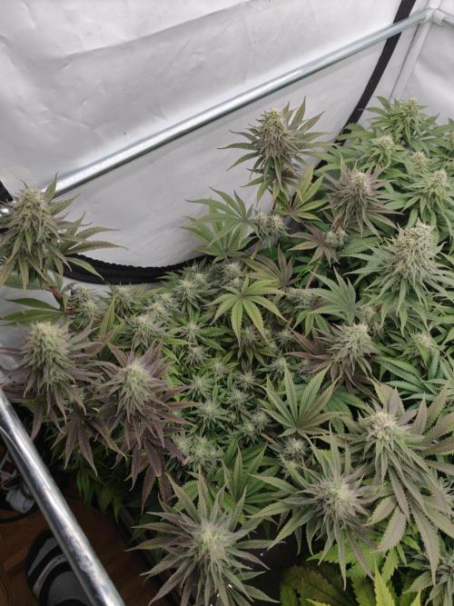 Purple Overload OSS. Week 11