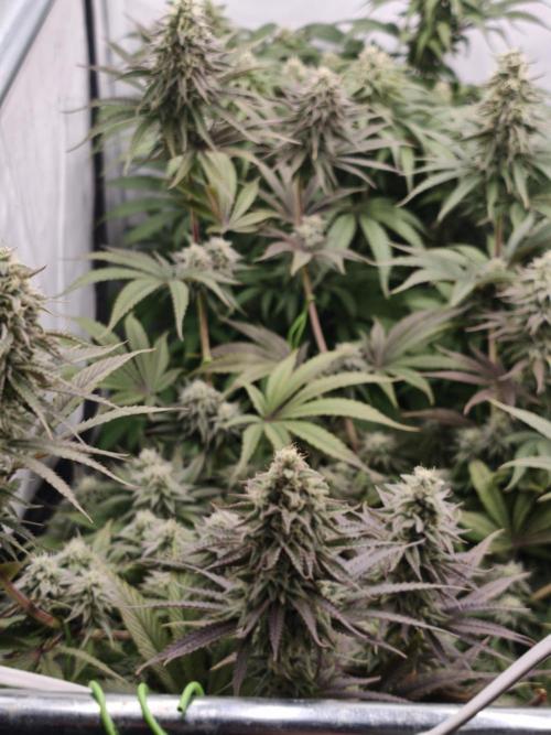 Purple Overload OSS. Week 11