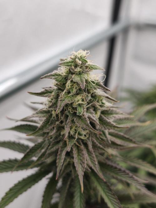 Purple Overload OSS. Week 11