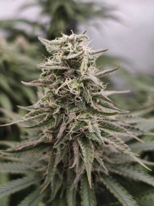 Purple Overload OSS. Week 11