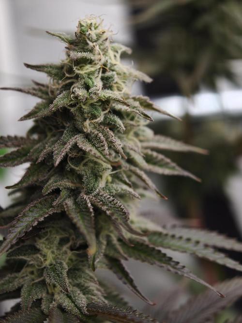 Purple Overload OSS. Week 11