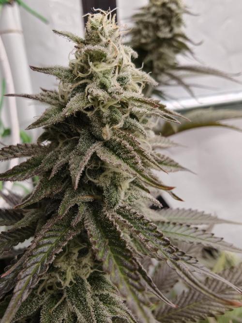 Purple Overload OSS. Week 11