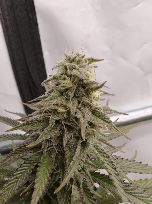 Purple Overload OSS. Week 11