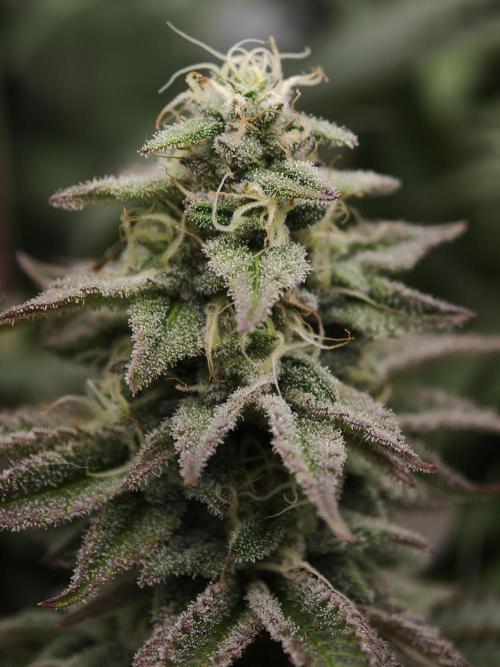 Purple Overload OSS. Week 11