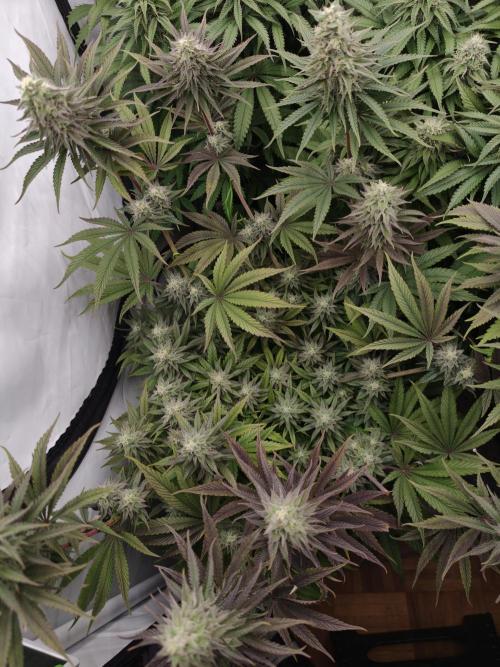 Purple Overload OSS. Week 11