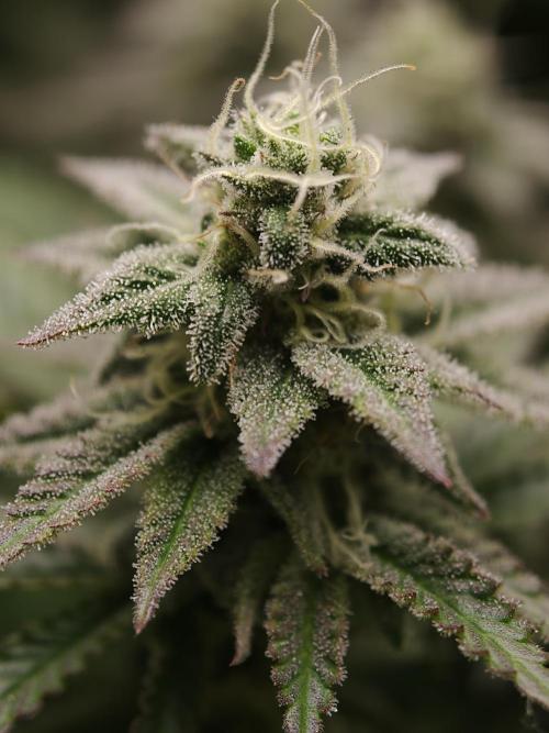 Purple Overload OSS. Week 11