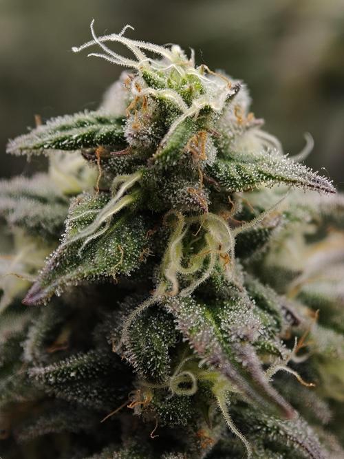 Purple Overload OSS. Week 11