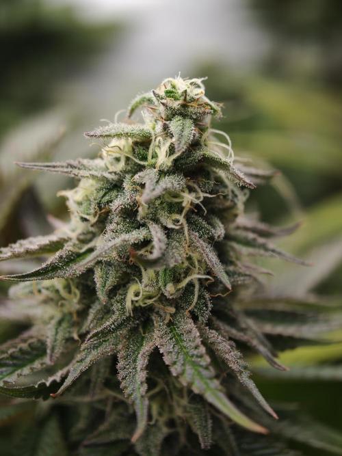 Purple Overload OSS. Week 11