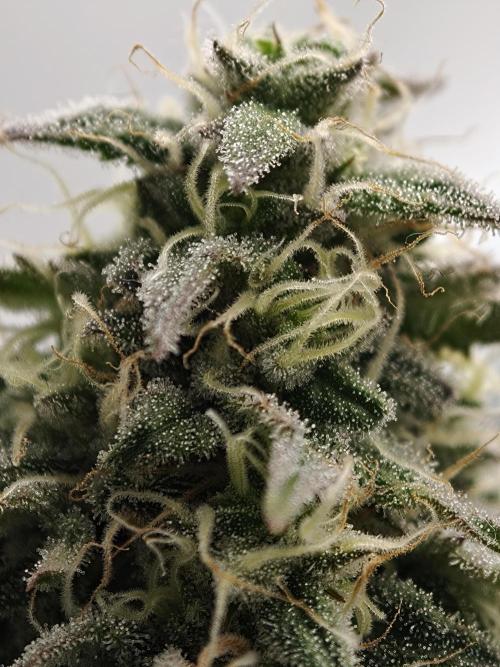 Purple Overload OSS. Week 11