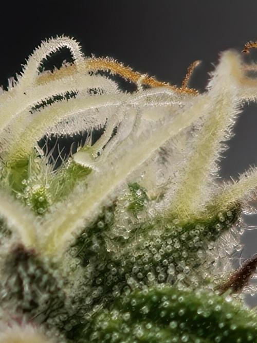 Purple Overload OSS. Week 11