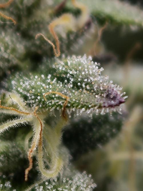 Purple Overload OSS. Week 11