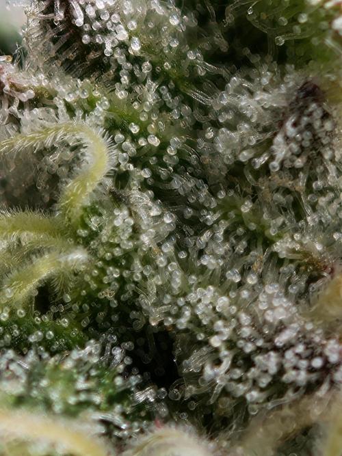 Purple Overload OSS. Week 11