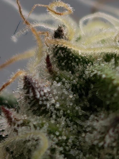 Purple Overload OSS. Week 11