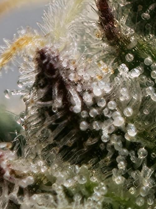 Purple Overload OSS. Week 11