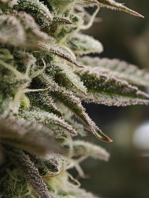 Purple Overload OSS. Week 11