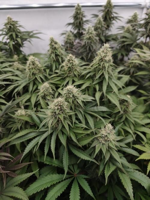 Zingatsu OSS. Week 11