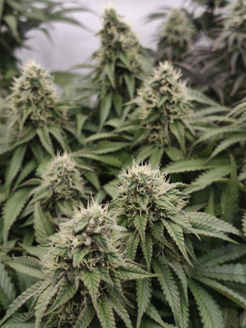 Zingatsu OSS. Week 11