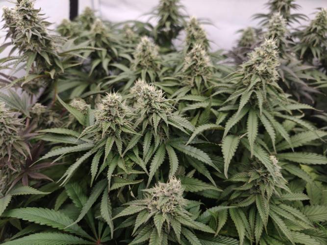 Zingatsu OSS. Week 11