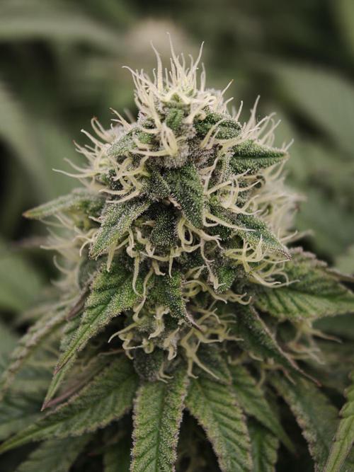 Zingatsu OSS. Week 11